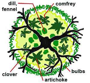 plan of garden centered on a fruit tree