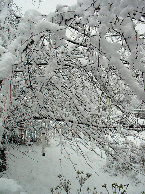 photo of newly fallen snow on tree branches