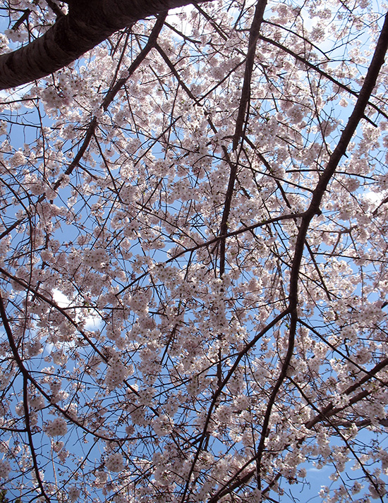 photo of cherry blossom boughs against blue sky