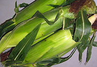 corn ears