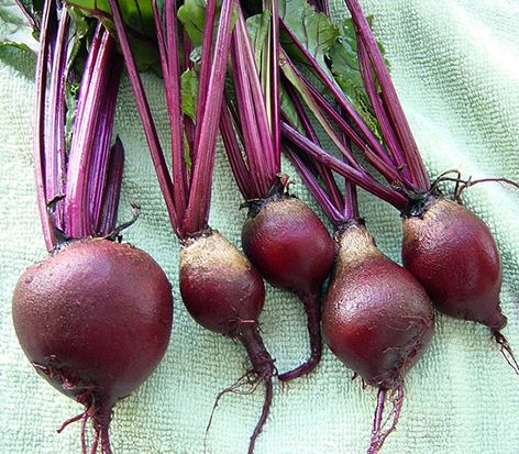 'Red Ace' Beets