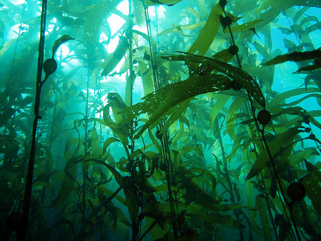 Kelp Forrest at Anacapa Island