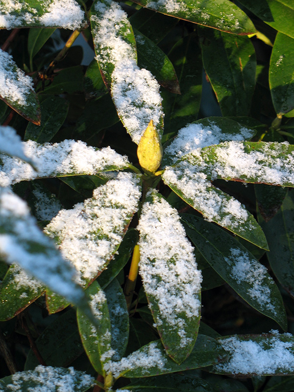 Clos-up of snow-sprinkled rosette of leaves with bud centered