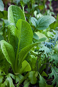 Mixed garden greens