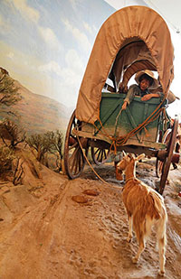 Pioneer boy looks out the back of a covered wagon