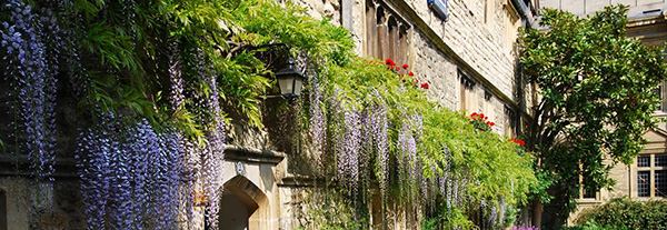 Oxford windowboxes