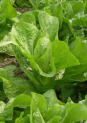 Romaine Lettuce