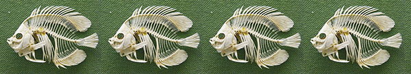 fish skeletons