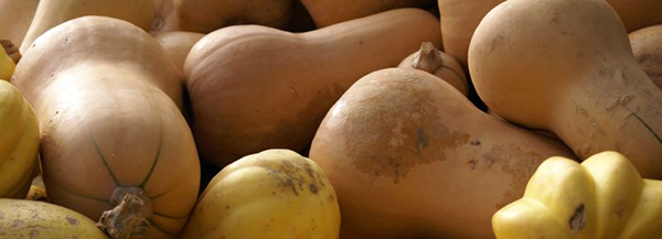 Butternut Squashes