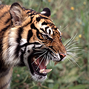 Tiger Face Portrait by Gavin Bell