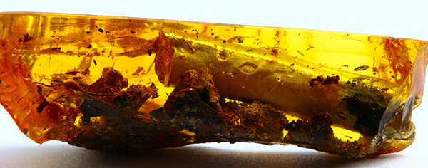 Baltic amber with fossil inclusions