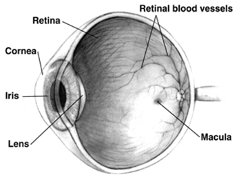 Human eye, cross-sectional view, grayscale