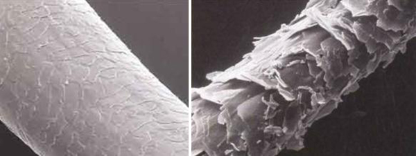 Electron microscope scans of human hair