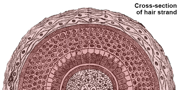 hair cross-section