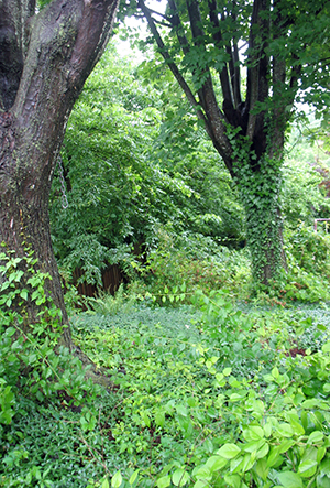 maple trees from the back deck